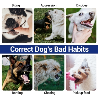 Dog Training Collars